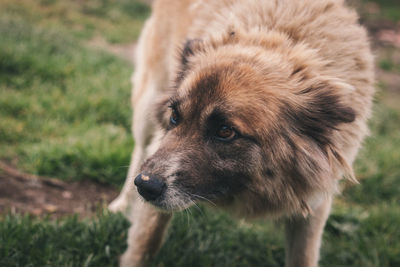 Close-up of dog looking away