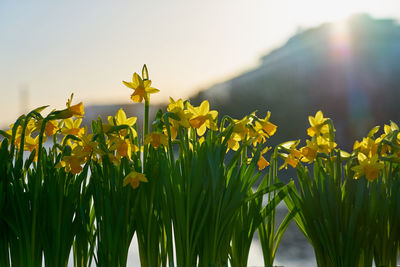 Close-up of yellow flowering plant against sky