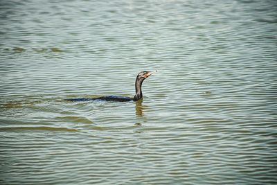 High angle view of bird in lake