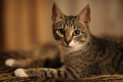 Close-up portrait of tabby kitten