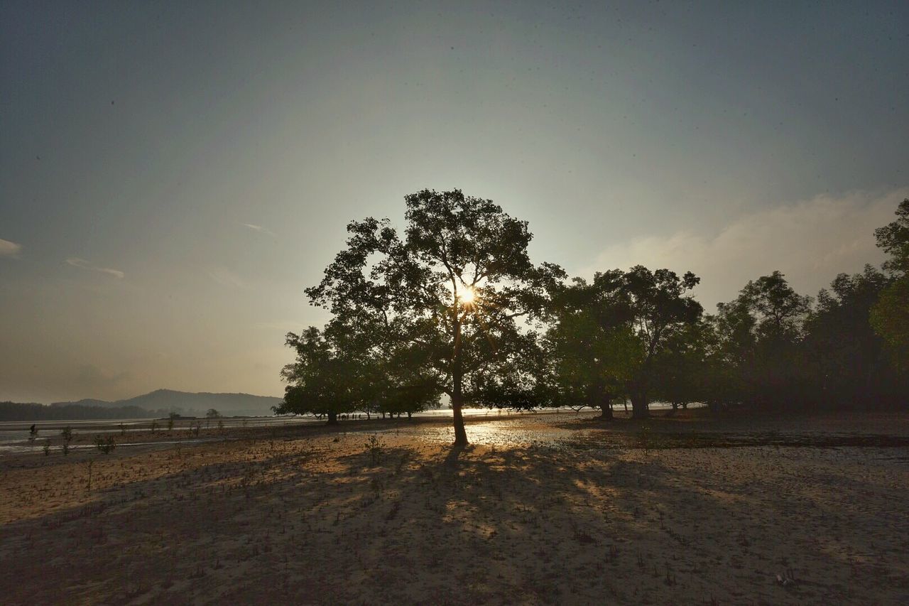 SCENIC VIEW OF TREES ON FIELD AGAINST SKY