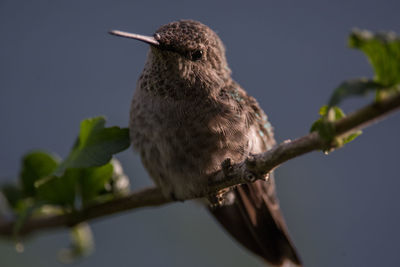 Close-up of bird perching on branch against sky