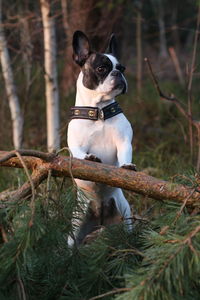 Dog in grass