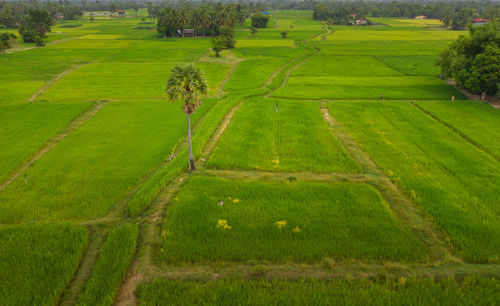 Scenic view of agricultural field