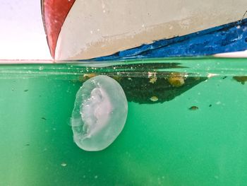 Close-up of jellyfish swimming in sea