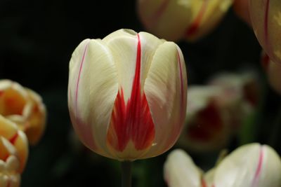 Close-up of tulips blooming outdoors