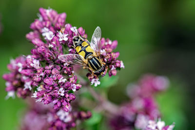 Close-up of bee pollinating on purple flower