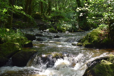 Scenic view of waterfall in forest