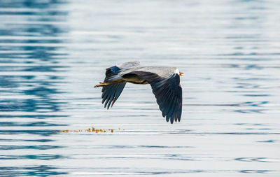 Bird flying over lake