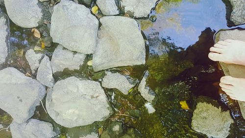 Plants growing on rocks