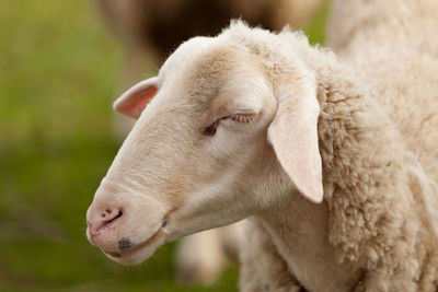 Close-up of a sheep