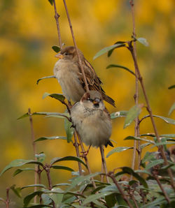 Close-up of bird perching on twig