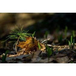 Plant growing on ground