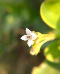 Close-up of insect on white flower