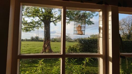 Trees and plants seen through glass window