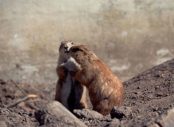 View of black-tailed prairie dog cynomys ludovicianus  on rock