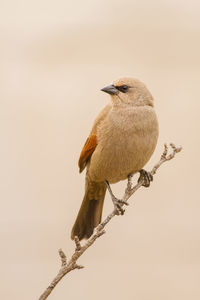 Close-up of bird perching on branch against sky