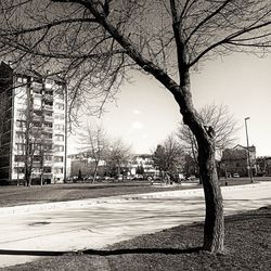 Bare tree by street in city against sky