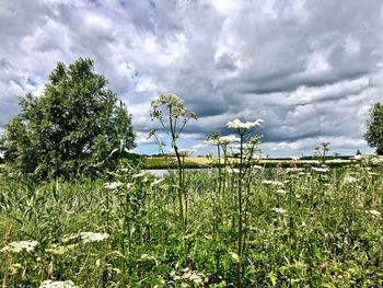 Plants growing on field against sky