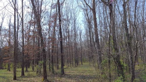 Trees in forest against sky