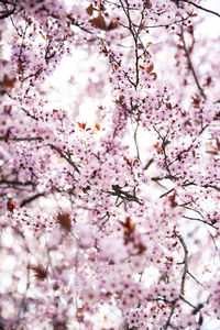 Low angle view of cherry blossom