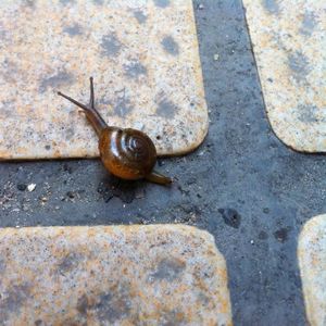 Close-up of snail on white surface