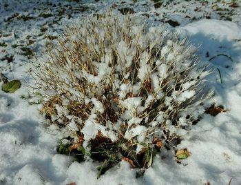 High angle view of dead flowers in water