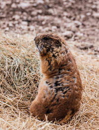 Lion sitting on land