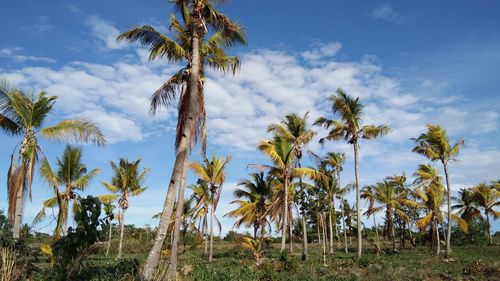 Low angle view of coconut palm trees on field against sky