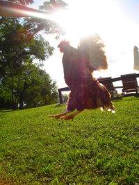 Dog on grassy field