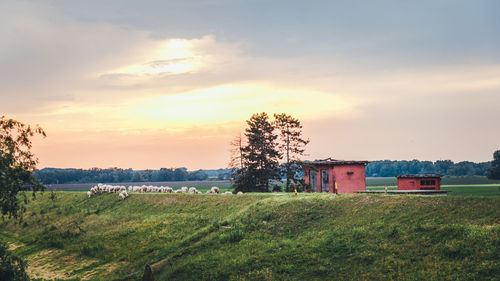 Scenic view of field against sky during sunset