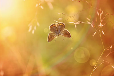 Close-up of butterfly pollinating flower