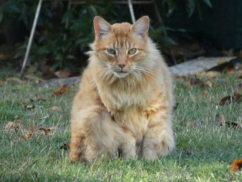 Portrait of ginger cat sitting on grass