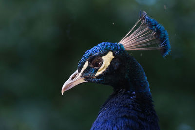 Close-up of a peacock