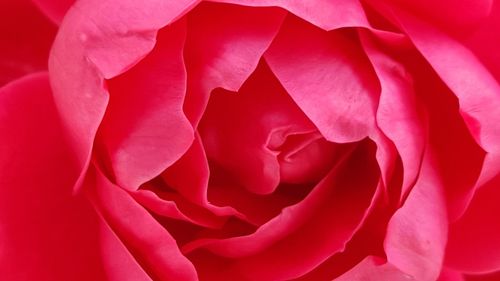 Close-up of pink rose