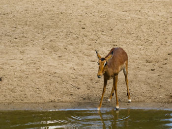 Deer standing in a water