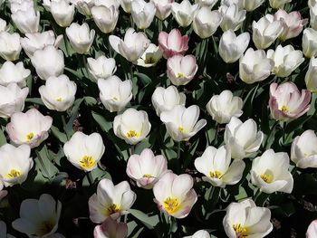 Full frame shot of white flowers