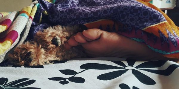 Midsection of a dog sleeping on bed at home