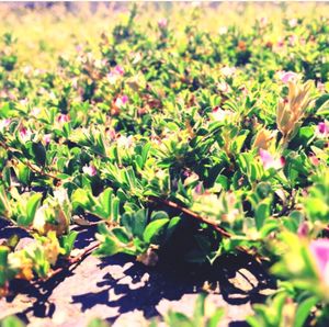 Close-up of plant growing on field