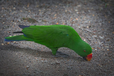 High angle view of a parrot