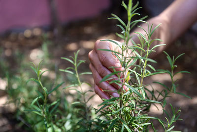 Close-up of hand holding plant