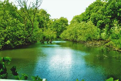 Scenic view of lake by trees against sky