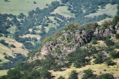 High angle view of trees on mountain