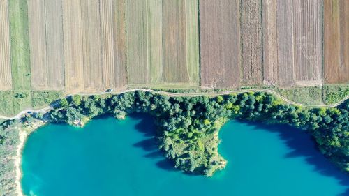 Close-up of plants by sea