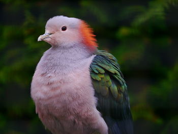 Close-up of bird perching outdoors