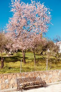 Fresh flowers on tree against sky