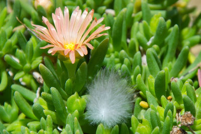 Close-up of flowering plant