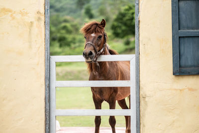 View of an animal in stable