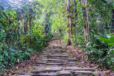 Footpath passing through forest