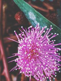 Close-up of pink flower